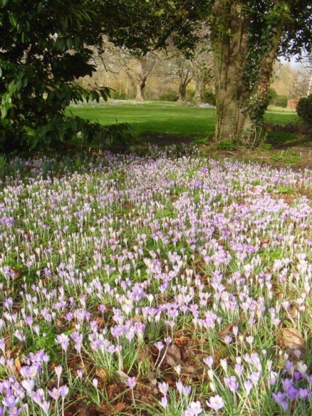 Chaucer Road Gardens